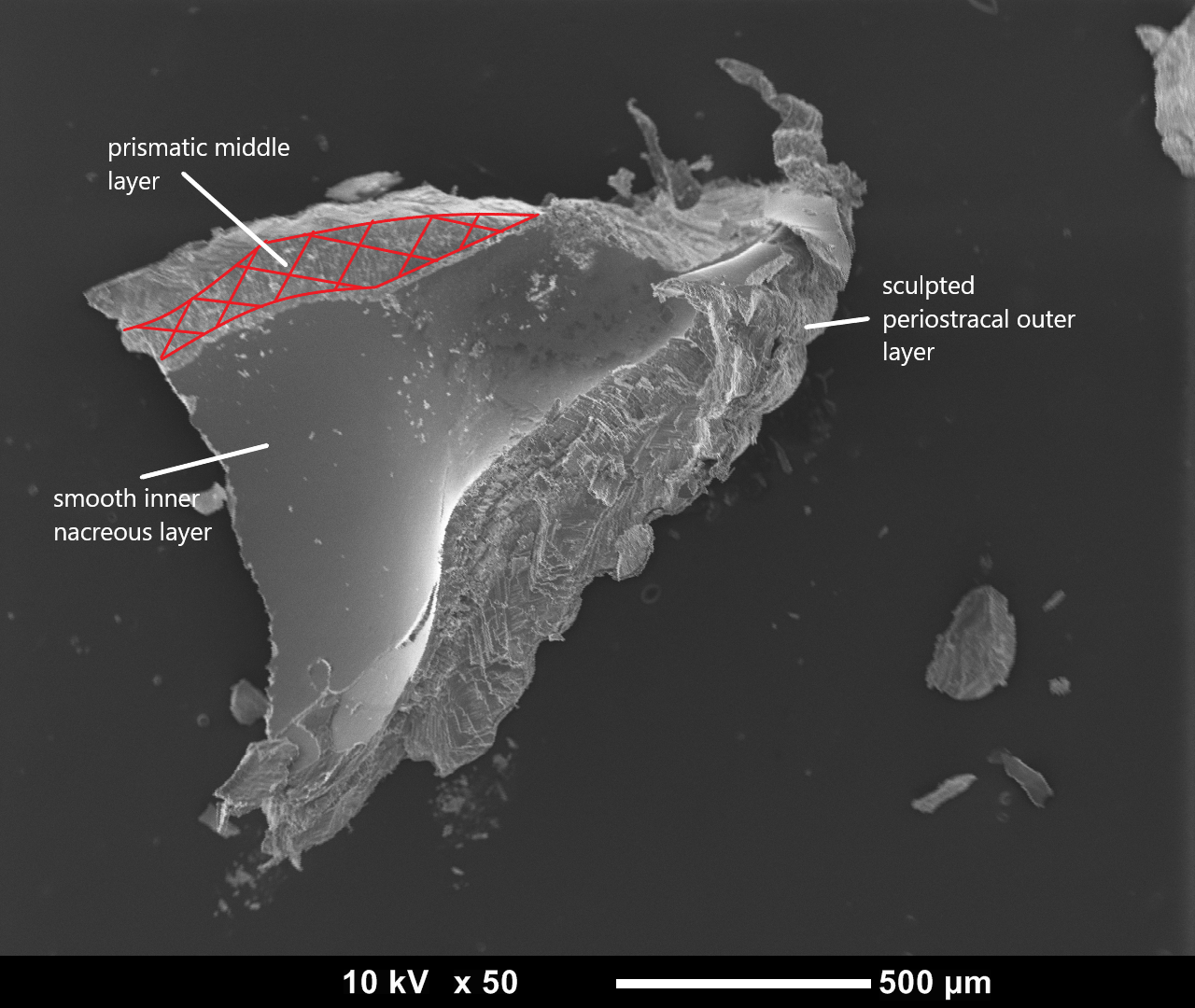figure image